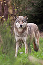 BUITEN BEELD Foto: 244204
