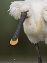 BUITEN BEELD Foto: 244218