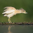 BUITEN BEELD Foto: 244226