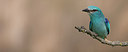 BUITEN BEELD Foto: 244234