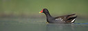 BUITEN BEELD Foto: 244247
