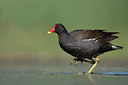 BUITEN BEELD Foto: 244248