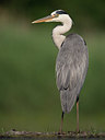 BUITEN BEELD Foto: 244259