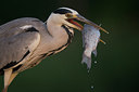 BUITEN BEELD Foto: 244262