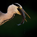 BUITEN BEELD Foto: 244263