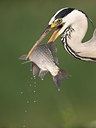 BUITEN BEELD Foto: 244265