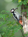 BUITEN BEELD Foto: 244281
