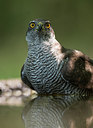 BUITEN BEELD Foto: 244291