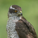 BUITEN BEELD Foto: 244293