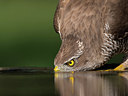 BUITEN BEELD Foto: 244299
