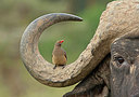 BUITEN BEELD Foto: 244335