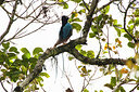 BUITEN BEELD Foto: 244388