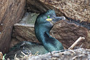 BUITEN BEELD Foto: 244435