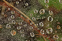 BUITEN BEELD Foto: 244483