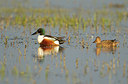 BUITEN BEELD Foto: 244496