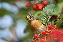 BUITEN BEELD Foto: 244540