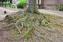 BUITEN BEELD Foto: 244554