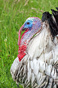 BUITEN BEELD Foto: 244564