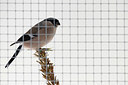 BUITEN BEELD Foto: 244570