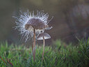 BUITEN BEELD Foto: 244574