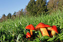 BUITEN BEELD Foto: 244611