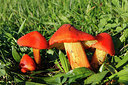 BUITEN BEELD Foto: 244613