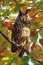 BUITEN BEELD Foto: 244616