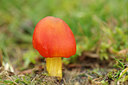 BUITEN BEELD Foto: 244666