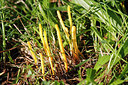BUITEN BEELD Foto: 244679