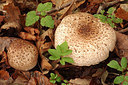 BUITEN BEELD Foto: 244727