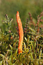 BUITEN BEELD Foto: 244735