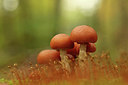 BUITEN BEELD Foto: 244739