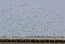 BUITEN BEELD Foto: 244784