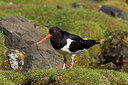 BUITEN BEELD Foto: 244832