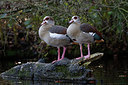 BUITEN BEELD Foto: 244859