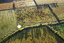BUITEN BEELD Foto: 244882