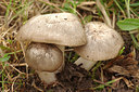 BUITEN BEELD Foto: 244992
