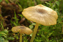 BUITEN BEELD Foto: 244996