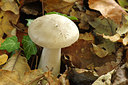 BUITEN BEELD Foto: 245018
