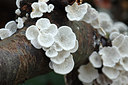 BUITEN BEELD Foto: 245157