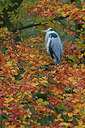 BUITEN BEELD Foto: 245196