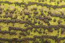 BUITEN BEELD Foto: 245340