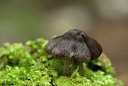 BUITEN BEELD Foto: 245343