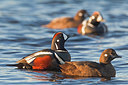 BUITEN BEELD Foto: 245357