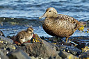 BUITEN BEELD Foto: 245461