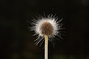 BUITEN BEELD Foto: 245530