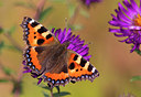 BUITEN BEELD Foto: 245533
