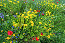 BUITEN BEELD Foto: 245590