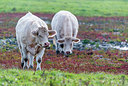 BUITEN BEELD Foto: 245612