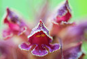 BUITEN BEELD Foto: 245677